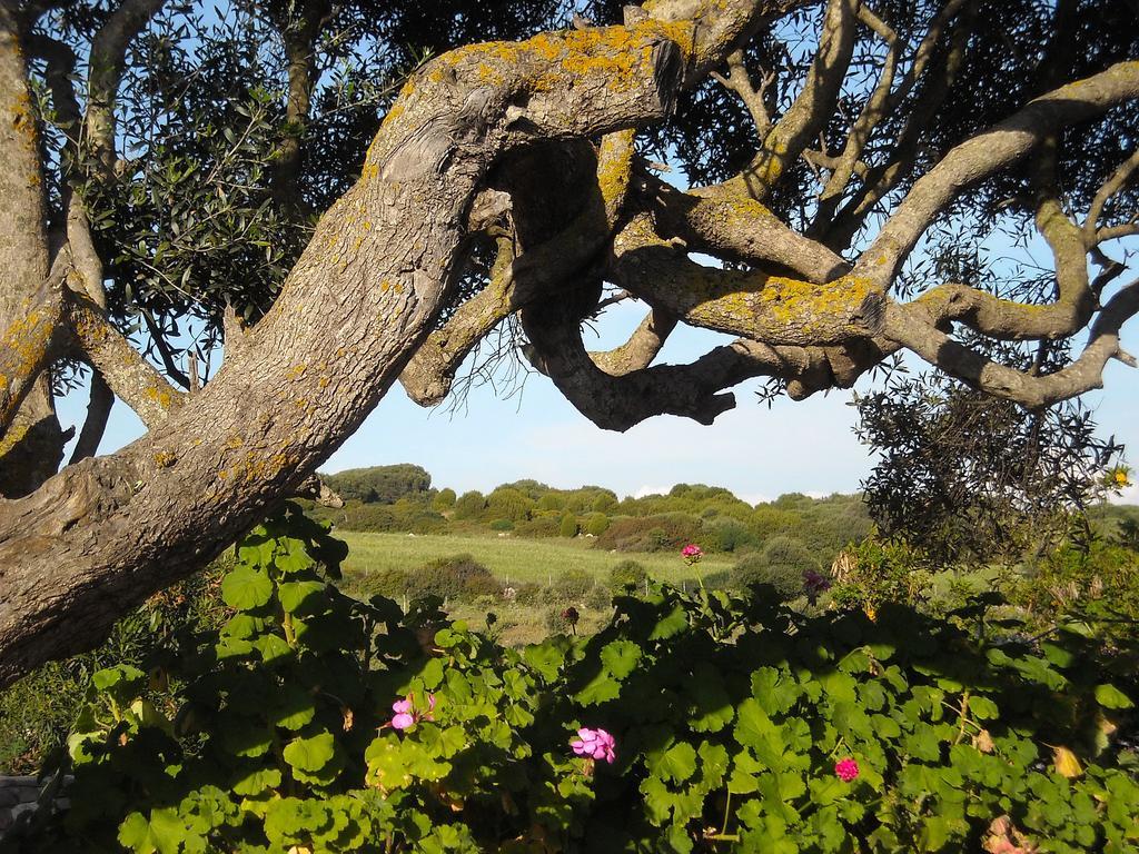 Sa Ruscitta Bed and Breakfast SantʼAntìoco Εξωτερικό φωτογραφία